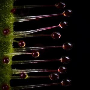 Drosera Capensis (Sundew)