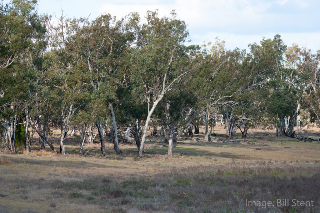 Dry lake bed, Wyperfeld National Park