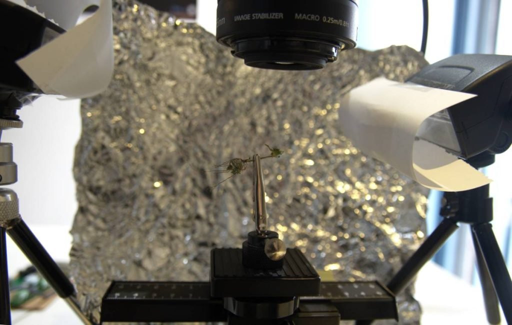 Bindii under the WeMacro