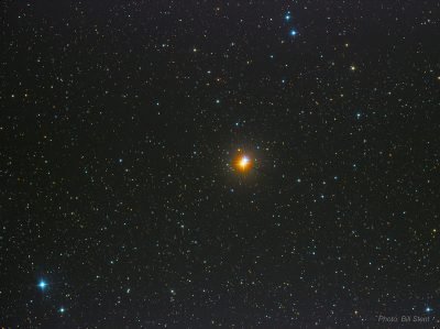 Southern Albireo